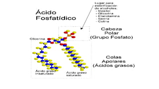 Lipidos
