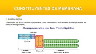 CONSTITUYENTES DE MEMBRANA
 FOSFOLÍPIDOS
- Derivados del ácido fosfatídico (importante como intermediario en la síntesis de triacilgliceroles, así
como de fosfogliceroles).
 