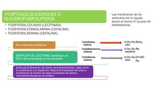 FOSFOACILGLICEROLES O
GLICEROFOSFOLIPIDOS
• FOSFATIDILCOLINAS (LECITINAS)
• FOSFATIDILETANOLAMINA (CEFALINA)
• FOSFATIDILSERINA (CEFALINA)
Son moléculas antipáticas
[DIPALMITOIL LECITINA] constituye un
50% del surfactante en los alveolos
Estimula la liberación de varios neurotransmisores, tales como
la acetilcolina y la dopamina. Mejora el transporte de iones e
incrementa el número de sitios receptores de ciertos
neurotransmisores en el cerebro.
Las membranas de los
eritrocitos por lo regular
tienen al menos 21 grupos de
fofatidilcolinas
 