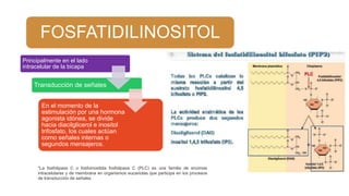 FOSFATIDILINOSITOL
Principalmente en el lado
intracelular de la bicapa
Transducción de señales
En el momento de la
estimulación por una hormona
agonista idónea, se divide
hacia diacilglicerol e inositol
trifosfato, los cuales actúan
como señales internas o
segundos mensajeros.
*La fosfolipasa C o fosfoinositida fosfolipasa C (PLC) es una familia de enzimas
intracelulares y de membrana en organismos eucariotas que participa en los procesos
de transducción de señales
 