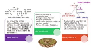 • Se encuentra en las
mitocondrias y es esencial
para su función, participa en
los procesos de oxidación
de la cadena respiratoria
mediante el transporte de
electrones
CARDIOLIPINA
• Intermediarios en el
metabolismo de
fosfogliceroles. Forman
bicapas lípidicas de
membranas celulares, sino que
también pueden
formar micelas o liposomas
LISOFOSFOLÍPIDOS
• En la mielina abundan los
plasmalógenos de
etanolamina, mientras que
en el músculo cardiaco
abundan los de colina.
PLASMALOGENOS
 