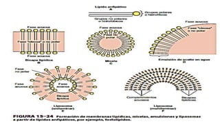 Lipidos