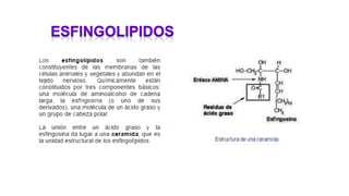 Lipidos