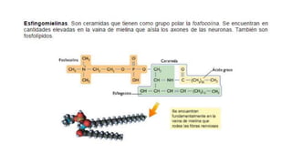 Lipidos