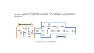 Lipidos