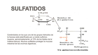 Cerebrósidos en los que uno de los grupos hidroxilos de
la hexosa está esterificado por un ácido sulfúrico.
(supone, aproximadamente, el 15% de los lípidos de la
materia blanca). Muchos sulfátidos protegen la mucosa
intestinal de las enzimas digestivas.
 