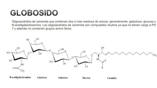 Oligosacáridos de ceramida que contienen dos o más residuos de azúcar, generalmente: galactosa, glucosa y
N-acetilgalactosamina. Los oligosacáridos de ceramida son compuestos neutros ya que no tienen carga a PH
7 y además no contienen grupos amino libres.
 