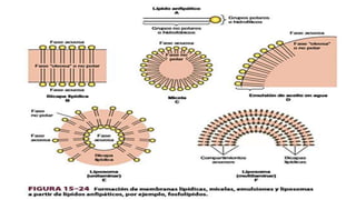 Lipidos