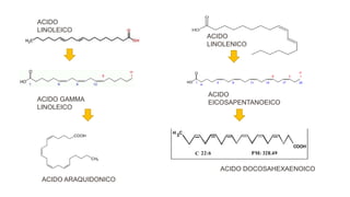 ACIDO
LINOLENICO
ACIDO
LINOLEICO
ACIDO GAMMA
LINOLEICO
ACIDO
EICOSAPENTANOEICO
ACIDO DOCOSAHEXAENOICO
ACIDO ARAQUIDONICO
 