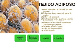  Tejido subcutáneo, formando el “panículo
adiposo”.
 En la palma de las manos y la planta de
los pies.
 En la región perirrenal.
 En el tejido conjuntivo que rodea a ciertos
órganos como en el pericardio.
 Alrededor de las vísceras abdominales
(omentos mayor y menor)
 Por detrás del globo ocular
 En las glándulas mamarias.
 La región glútea.
TEJIDO ADIPOSO
 