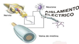 Lipidos