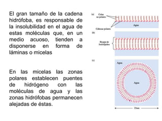 El gran tamaño de la cadena
hidrófoba, es responsable de
la insolubilidad en el agua de
estas moléculas que, en un
medio acuoso, tienden a
disponerse en forma de
láminas o micelas
En las micelas las zonas
polares establecen puentes
de hidrógeno con las
moléculas de agua y las
zonas hidrófobas permanecen
alejadas de éstas.
 