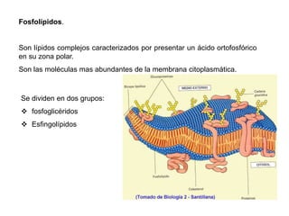 Fosfolípidos.
Son lípidos complejos caracterizados por presentar un ácido ortofosfórico
en su zona polar.
Son las moléculas mas abundantes de la membrana citoplasmática.
Se dividen en dos grupos:
 fosfoglicéridos
 Esfingolípidos
 