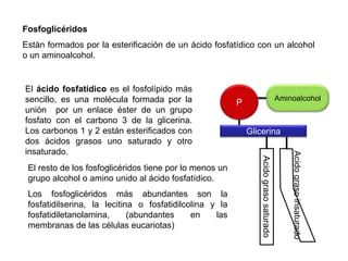 Aminoalcohol
Fosfoglicéridos
Están formados por la esterificación de un ácido fosfatídico con un alcohol
o un aminoalcohol.
El ácido fosfatídico es el fosfolípido más
sencillo, es una molécula formada por la
unión por un enlace éster de un grupo
fosfato con el carbono 3 de la glicerina.
Los carbonos 1 y 2 están esterificados con
dos ácidos grasos uno saturado y otro
insaturado.
Acidograsoinsaturado
Acidograsosaturado
Glicerina
P
El resto de los fosfoglicéridos tiene por lo menos un
grupo alcohol o amino unido al ácido fosfatídico.
Los fosfoglicéridos más abundantes son la
fosfatidilserina, la lecitina o fosfatidilcolina y la
fosfatidiletanolamina, (abundantes en las
membranas de las células eucariotas)
 