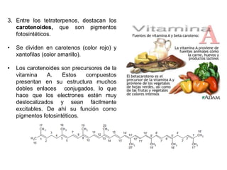 3. Entre los tetraterpenos, destacan los
carotenoides, que son pigmentos
fotosintéticos.
• Se dividen en carotenos (color rojo) y
xantofilas (color amarillo).
• Los carotenoides son precursores de la
vitamina A. Estos compuestos
presentan en su estructura muchos
dobles enlaces conjugados, lo que
hace que los electrones estén muy
deslocalizados y sean fácilmente
excitables. De ahí su función como
pigmentos fotosintéticos.
 