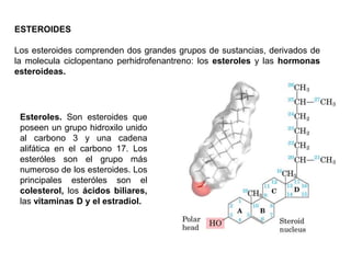 ESTEROIDES
Los esteroides comprenden dos grandes grupos de sustancias, derivados de
la molecula ciclopentano perhidrofenantreno: los esteroles y las hormonas
esteroideas.
Esteroles. Son esteroides que
poseen un grupo hidroxilo unido
al carbono 3 y una cadena
alifática en el carbono 17. Los
esteróles son el grupo más
numeroso de los esteroides. Los
principales esteróles son el
colesterol, los ácidos biliares,
las vitaminas D y el estradiol.
 