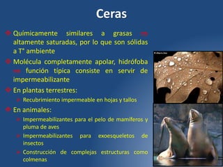 Ceras
 Químicamente similares a grasas 
altamente saturadas, por lo que son sólidas
a T° ambiente
 Molécula completamente apolar, hidrófoba
 función típica consiste en servir de
impermeabilizante
 En plantas terrestres:
 Recubrimiento impermeable en hojas y tallos
 En animales:
 Impermeabilizantes para el pelo de mamíferos y
pluma de aves
 Impermeabilizantes para exoesqueletos de
insectos
 Construcción de complejas estructuras como
colmenas
 