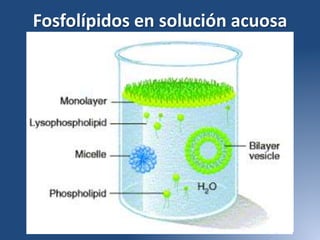 Fosfolípidos en solución acuosa
 