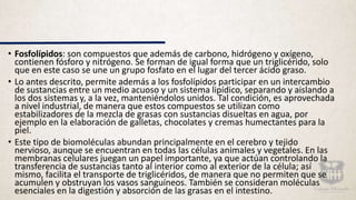 • Fosfolípidos: son compuestos que además de carbono, hidrógeno y oxígeno,
contienen fósforo y nitrógeno. Se forman de igual forma que un triglicérido, solo
que en este caso se une un grupo fosfato en el lugar del tercer ácido graso.
• Lo antes descrito, permite además a los fosfolípidos participar en un intercambio
de sustancias entre un medio acuoso y un sistema lipídico, separando y aislando a
los dos sistemas y, a la vez, manteniéndolos unidos. Tal condición, es aprovechada
a nivel industrial, de manera que estos compuestos se utilizan como
estabilizadores de la mezcla de grasas con sustancias disueltas en agua, por
ejemplo en la elaboración de galletas, chocolates y cremas humectantes para la
piel.
• Este tipo de biomoléculas abundan principalmente en el cerebro y tejido
nervioso, aunque se encuentran en todas las células animales y vegetales. En las
membranas celulares juegan un papel importante, ya que actúan controlando la
transferencia de sustancias tanto al interior como al exterior de la célula; así
mismo, facilita el transporte de triglicéridos, de manera que no permiten que se
acumulen y obstruyan los vasos sanguíneos. También se consideran moléculas
esenciales en la digestión y absorción de las grasas en el intestino.
 