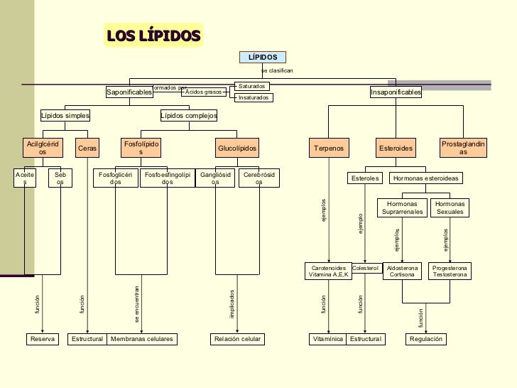 Lipidos