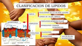 CLASIFICACION DE LIPIDOS
SAPONIFICABLES
SIMPLES
COMPUESTOS
HETEROLIPIDOS
ACILGLICERISOS: DE 1 A 3 AG INSAT +GLICEROL
CERIDOS :DE 1 AG SAT + MIRICILO
FOSFOLIPIDOS:MENBRANA CELULAR
ESFINGOLIPIDOS: CERAMIDA
ESFINGOMIELINA
GLUCOLIPIDOS
LIPOPROTEINAS VLDL,LDL,IDL,HDL,
QUILOMICRONES
 