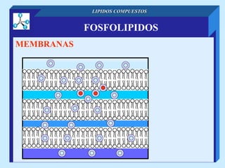 FOSFOLIPIDOS
LIPIDOS COMPUESTOS
MEMBRANAS
 