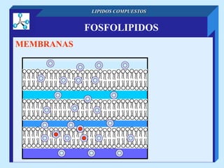 FOSFOLIPIDOS
LIPIDOS COMPUESTOS
MEMBRANAS
 