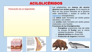 ACILGLICÉRIDOS
Los acilglicéridos son ésteres del alcohol
glicerina con ácidos grasos. En la mayoría de
ellos los tres grupos hidroxilos de la glicerina
están esterificados y reciben el nombre de
triglicéridos (triacilglicéridos).
Los sebos están formados por ácidos grasos
saturados y son sólidos.
Los aceites están formados por ácidos grasos
insaturados y son líquidos.
Funciones de los triacilgliceroles:
• Energética: proporciona más del doble
de energía (9 Kcal/g) que la misma
cantidad de glúcidos (4 Kcal/g).
• Aislante térmico en climas fríos.
• Protección de órganos (vísceras)
 