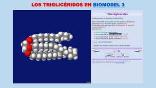 LOS TRIGLICÉRIDOS EN BIOMODEL 3
 