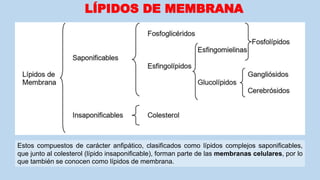 LÍPIDOS DE MEMBRANA
Estos compuestos de carácter anfipático, clasificados como lípidos complejos saponificables,
que junto al colesterol (lípido insaponificable), forman parte de las membranas celulares, por lo
que también se conocen como lípidos de membrana.
 