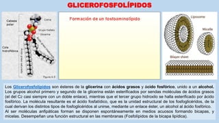 GLICEROFOSFOLÍPIDOS
Los Glicerofosfolípidos son ésteres de la glicerina con ácidos grasos y ácido fosfórico, unido a un alcohol.
Los grupos alcohol primero y segundo de la glicerina están esterificados por sendas moléculas de ácidos grasos
(el del C2 casi siempre con un doble enlace), mientras que el tercer grupo hidroxilo se halla esterificado por ácido
fosfórico. La molécula resultante es el ácido fosfatídico, que es la unidad estructural de los fosfoglicéridos, de la
cual derivan los distintos tipos de fosfoglicéridos al unirse, mediante un enlace éster, un alcohol al ácido fosfórico.
Al ser moléculas anfipáticas forman se disponen espontáneamente en medios acuosos formando bicapas, y
micelas. Desempeñan una función estructural en las membranas (Fosfolípidos de la bicapa lipídica).
 