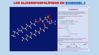 LOS GLICEROFOSFOLÍPIDOS EN BIOMODEL 3
 