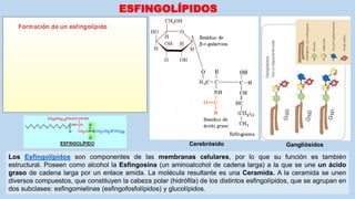 ESFINGOLÍPIDOS
Los Esfingolípidos son componentes de las membranas celulares, por lo que su función es también
estructural. Poseen como alcohol la Esfingosina (un aminoalcohol de cadena larga) a la que se une un ácido
graso de cadena larga por un enlace amida. La molécula resultante es una Ceramida. A la ceramida se unen
diversos compuestos, que constituyen la cabeza polar (hidrófila) de los distintos esfingolípidos, que se agrupan en
dos subclases: esfingomielinas (esfingofosfolípidos) y glucolípidos.
GangliósidosCerebrósido
 