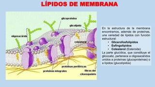 LÍPIDOS DE MEMBRANA
En la estructura de la membrana
encontramos, además de proteínas,
una variedad de lípidos con función
estructural:
• Glicerofosfolípidos
• Esfingolípidos
• Colesterol (Esteroide)
La parte glucídica, que constituye el
glicocaliz, pertenece a oligosacáridos
unidos a proteínas (glucoproteínas) o
a lípidos (glucolípidos)
 