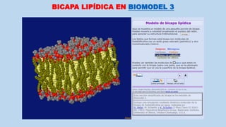 BICAPA LIPÍDICA EN BIOMODEL 3
 