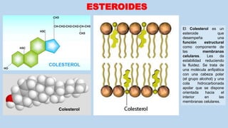 ESTEROIDES
El Colesterol es un
esteroide que
desempeña una
función estructural
como componente de
las membranas
celulares. Les da
estabilidad reduciendo
la fluidez. Se trata de
una molécula anfipática
con una cabeza polar
(el grupo alcohol) y una
cola hidrocarbonada
apolar que se dispone
orientada hacia el
interior en las
membranas celulares.
Colesterol
 