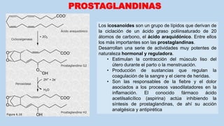 PROSTAGLANDINAS
Los icosanoides son un grupo de lípidos que derivan de
la ciclación de un ácido graso poliinsaturado de 20
átomos de carbono, el ácido araquidónico. Entre ellos
los más importantes son las prostaglandinas.
Desarrollan una serie de actividades muy potentes de
naturaleza hormonal y reguladora.
• Estimulan la contracción del músculo liso del
útero durante el parto o la menstruación.
• Producción de sustancias que regulan la
coagulación de la sangre y el cierre de heridas.
• Son las responsables de la fiebre y el dolor
asociados a los procesos vasodilatadores en la
inflamación. El conocido fármaco ácido
acetilsalicílico (aspirina) actúa inhibiendo la
síntesis de prostaglandinas, de ahí su acción
analgésica y antipirética
 