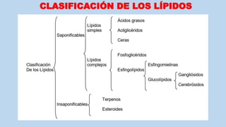 CLASIFICACIÓN DE LOS LÍPIDOS
 