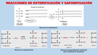 REACCIONES DE ESTERIFICACIÓN Y SAPONIFICACIÓN
Reacción de saponificación Reacción de saponificación tradicional
para la elaboración de jabones
Reacción de esterificación
 