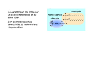 Se caracterizan por presentar
un ácido ortofosfórico en su
zona polar.
Son las moléculas más
abundantes de la membrana
citoplasmática
 