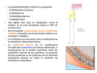 • Los glicerofosfolípidos incluyen los siguiientes.
- Fosfatidilcolina (Lecitina)
- Fosfatidilserina
- Fosfatidiletanolamina
- Fosfatidilinositol
• Hay tejidos muy ricos en fosfolípidos, como el
cerebro, en el cual representan hasta un 30% de
su peso seco.
• Son principales componentes de las membranas
celulares formando una bicapa lipídica debido a su
propiedad anfipática.
• La cardiolipina se encuentra como constituyente de
la membrana mitocondrial interna.
• La dipalmitoil lecitina es un constituyente
principal del surfactante que evita la adherencia, a
consecuencia de la tensión superficial, entre las
superficies internas de los pulmones. La ausencia
de esta sustancia en los pulmones de los lactantes
prematuros produce en éstos el síndrome de
insuficiencia respiratoria.
Fosfatidil
etanolamina
 