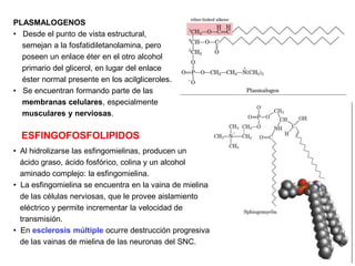PLASMALOGENOS
• Desde el punto de vista estructural,
semejan a la fosfatidiletanolamina, pero
poseen un enlace éter en el otro alcohol
primario del glicerol, en lugar del enlace
éster normal presente en los acilgliceroles.
• Se encuentran formando parte de las
membranas celulares, especialmente
musculares y nerviosas.
ESFINGOFOSFOLIPIDOS
• Al hidrolizarse las esfingomielinas, producen un
ácido graso, ácido fosfórico, colina y un alcohol
aminado complejo: la esfingomielina.
• La esfingomielina se encuentra en la vaina de mielina
de las células nerviosas, que le provee aislamiento
eléctrico y permite incrementar la velocidad de
transmisión.
• En esclerosis múltiple ocurre destrucción progresiva
de las vainas de mielina de las neuronas del SNC.
 