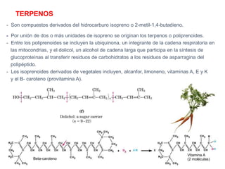 - Son compuestos derivados del hidrocarburo isopreno o 2-metil-1,4-butadieno.
- Por unión de dos o más unidades de isopreno se originan los terpenos o poliprenoides.
- Entre los poliprenoides se incluyen la ubiquinona, un integrante de la cadena respiratoria en
las mitocondrias, y el dolicol, un alcohol de cadena larga que participa en la síntesis de
glucoproteínas al transferir residuos de carbohidratos a los residuos de asparragina del
polipéptido.
- Los isoprenoides derivados de vegetales incluyen, alcanfor, limoneno, vitaminas A, E y K
y el B- caroteno (provitamina A).
Beta-caroteno
Vitamina A
(2 moléculas)
TERPENOS
 