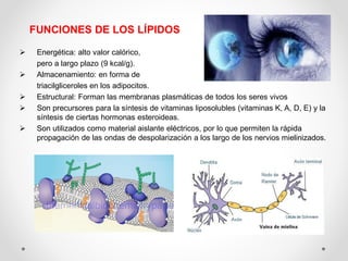 FUNCIONES DE LOS LÍPIDOS
➢ Energética: alto valor calórico,
pero a largo plazo (9 kcal/g).
➢ Almacenamiento: en forma de
triacilgliceroles en los adipocitos.
➢ Estructural: Forman las membranas plasmáticas de todos los seres vivos
➢ Son precursores para la síntesis de vitaminas liposolubles (vitaminas K, A, D, E) y la
síntesis de ciertas hormonas esteroideas.
➢ Son utilizados como material aislante eléctricos, por lo que permiten la rápida
propagación de las ondas de despolarización a los largo de los nervios mielinizados.
 