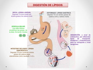 BOCA: LIPASA LINGUAL
Degrada TG de la dieta con
ácidos grasos de cadena corta
ESTOMAGO: LIPASA GASTRICA
degrada TG con ácidos grasos de
cadena corta y cadena media
VESICULA BILIAR
Las sales biliares
emulsifican las grasas de
la dieta, formando micelas
INTESTINO DELGADO: LIPASA
PANCREATICA
Degrada TG que contienen ácidos
grasos de cadena larga,
obteniéndose como resultado A.G.L.
ABSORCIÓN: a nivel de
enterocitos, por diferentes
tipos de transporte.
Oxidación y Esterificación
para su transporte a nivel
sanguíneo.
DIGESTIÓN DE LÍPIDOS
 