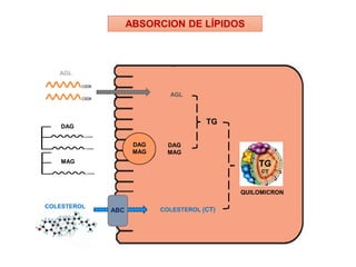 ABSORCION DE LÍPIDOS
AGL
DAG
MAG
COLESTEROL
DAG
MAG
ABC
AGL
DAG
MAG
COLESTEROL (CT)
TG
QUILOMICRON
TG
CT
 