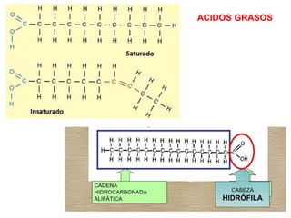 ACIDOS GRASOS
 