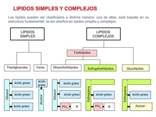 LIPIDOS SIMPLES Y COMPLEJOS
ácido graso
ácido graso
ácido graso
ácido graso
ácido graso
PO4 R
LIPIDOS
SIMPLES
Triacilgliceroles
LIPIDOS
COMPLEJOS
Glicerofosfolípidos
Fosfolípidos
Esfingofosfolípidos Glucolípidos
R
PO4
ácido graso
Azúcar
ácido graso
ácido
graso
Ceras
Los lípidos pueden ser clasificados e distinta manera; una de ellas, está basada en su
estructura fundamental: se les clasifica en lípidos simples y complejos.
 