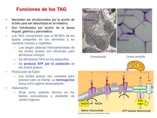 Matriz mitocondrial
H+
NADH +H+
X
ATP sintasa disfuncional
termogenina
Solo
calor
H+
NADH
H+
H+
Funciones de los TAG
• Necesitan ser emulsionados por la acción de
la bilis para ser absorbidos en el intestino.
• Son hidrolizados por acción de la lipasa
lingual, gástrica y pancreática.
• Los TAG, comprenden casi el 90-95% de los
lípidos presentes en los alimentos y en
nuestros cuerpos y vegetales.
– Las largas cadenas hidrocarbonadas de
los ácidos grasos son eficientes para
almacenar energía.
– Se almacenan TAG en los adipocitos.
– Se produce ATP por la oxidación de
los ácidos grasos.
• Producción de Calor:
– Los ácidos grasos son oxidados para
proveer calor al infante. La termogenina
actua como agente desacoplante.
• Aislamiento:
– Sirve como aislante térmico en los
tejidos subcutáneos y alrededor de
ciertos órganos.
Grasa parda Grasa amarilla
 