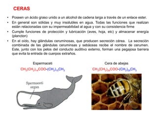 • Poseen un ácido graso unido a un alcohol de cadena larga a través de un enlace ester.
• En general son sólidas y muy insolubles en agua. Todas las funciones que realizan
están relacionadas con su impermeabilidad al agua y con su consistencia firme
• Cumple funciones de protección y lubricación (aves, hoja, etc) y almacenar energía
(plancton)
• En el oído, hay glándulas ceruminosas, que producen secreción cérea. La secreción
combinada de las glándulas ceruminsas y sebáceas recibe el nombre de cerumen.
Este, junto con los pelos del conducto auditivo externo, forman una pegajosa barrera
que evita la entrada de cuerpos extraños.
CERAS
Espermaceti Cera de abejas
CH3(CH2)14COO-(CH2)15CH3 CH3(CH2)24COO-(CH2)29CH3
 